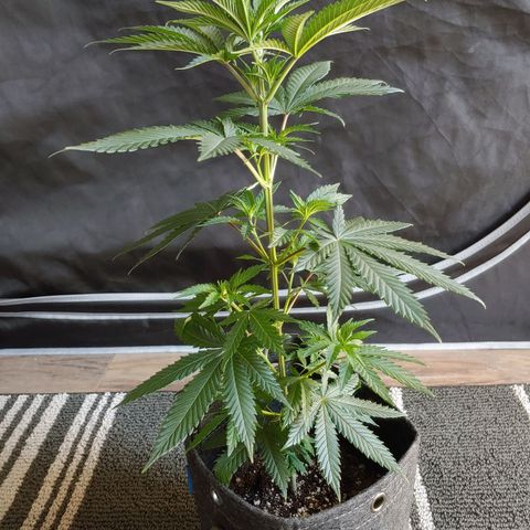 Critical Banana Smoothie 2 growlog timeline photo