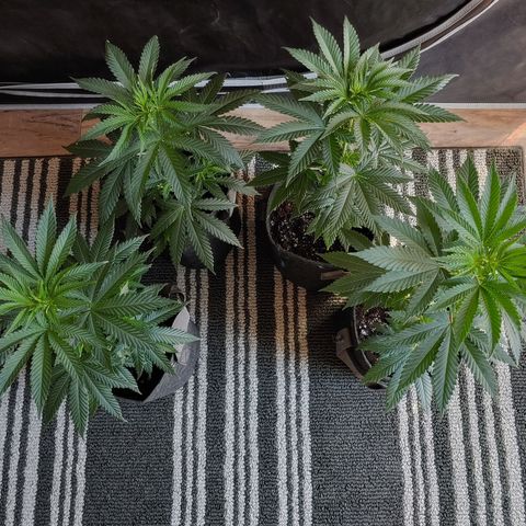 Critical Banana Smoothie growlog timeline photo