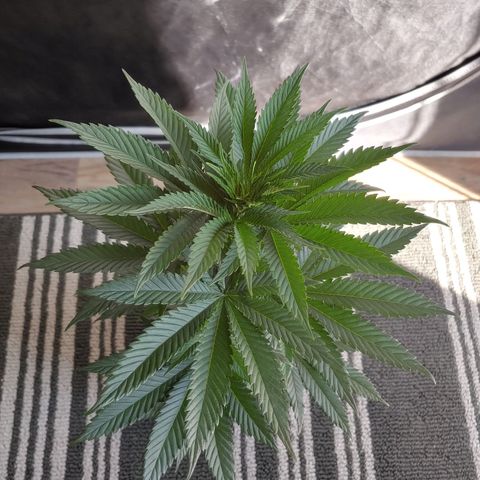 Glookie Monster growlog timeline photo