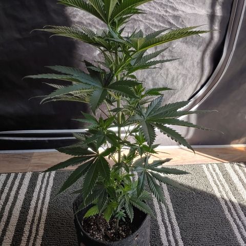 Glookie Monster growlog timeline photo