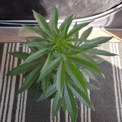 Critical Banana Smoothie growlog timeline photo