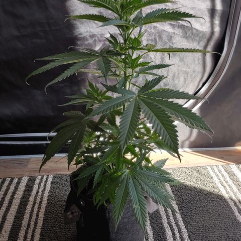 Critical Banana Smoothie growlog timeline photo