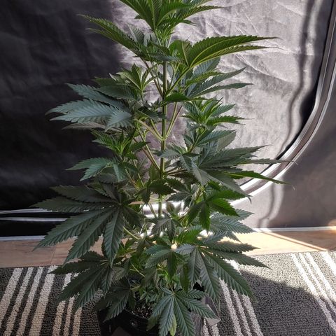 Glookie Monster 2 growlog timeline photo