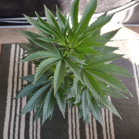 Glookie Monster 2 growlog timeline photo