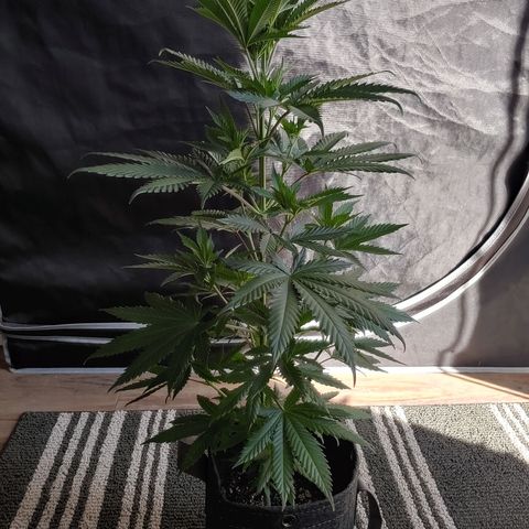 Critical Banana Smoothie 2 growlog timeline photo