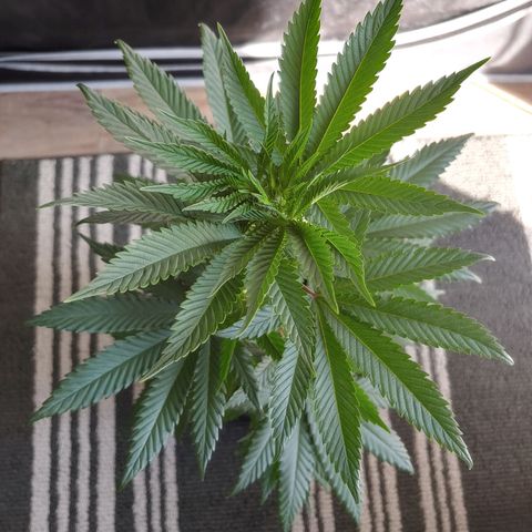 Critical Banana Smoothie 2 growlog timeline photo