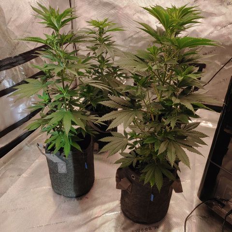 Critical Banana Smoothie growlog timeline photo