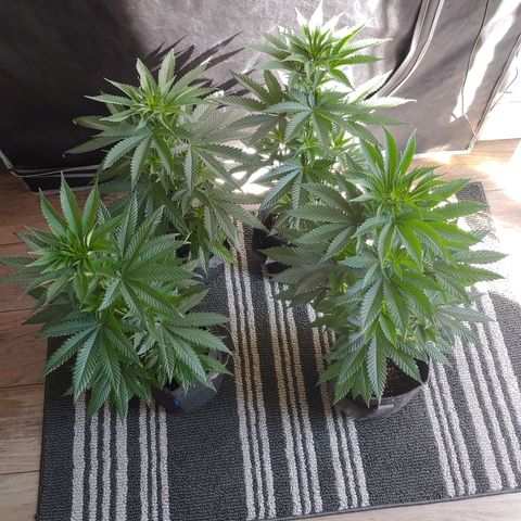 Glookie Monster growlog timeline photo