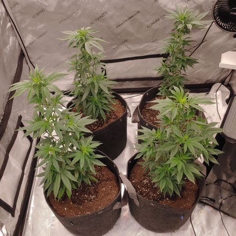 Glookie Monster growlog timeline photo