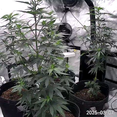 Glookie Monster growlog timeline photo