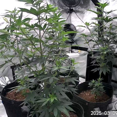Glookie Monster growlog timeline photo