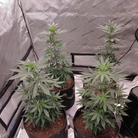 Glookie Monster growlog timeline photo