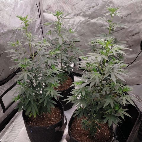 Glookie Monster growlog timeline photo
