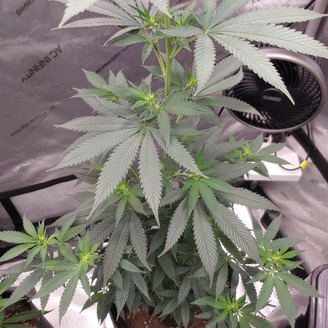 Glookie Monster growlog timeline photo