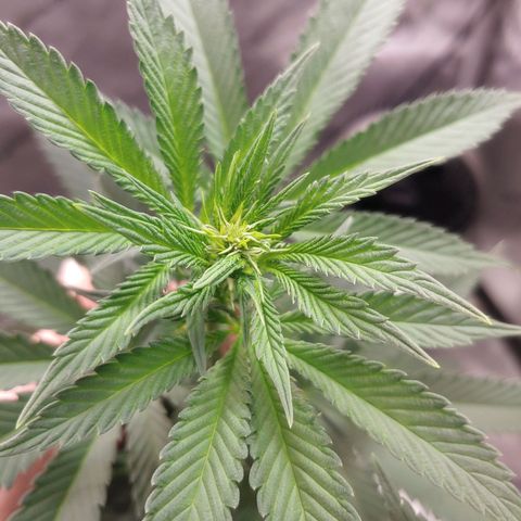 Glookie Monster growlog timeline photo