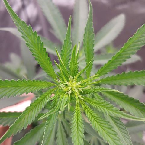 Critical Banana Smoothie growlog timeline photo