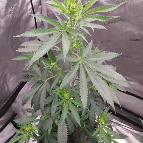 Critical Banana Smoothie growlog timeline photo