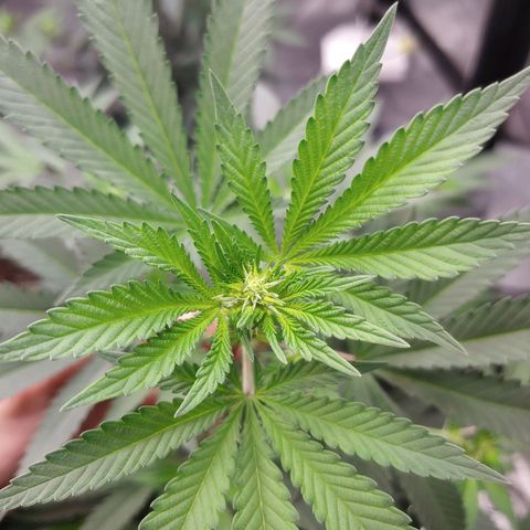 Glookie Monster 2 growlog timeline photo