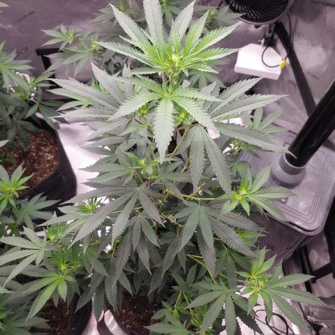 Glookie Monster 2 growlog timeline photo