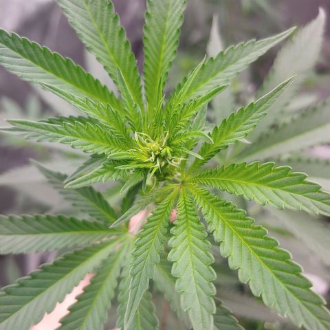 Critical Banana Smoothie 2 growlog timeline photo