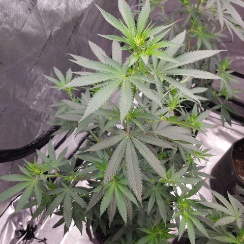 Critical Banana Smoothie 2 growlog timeline photo