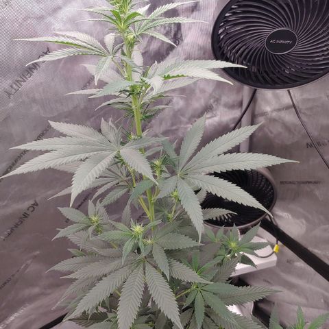 Glookie Monster growlog timeline photo