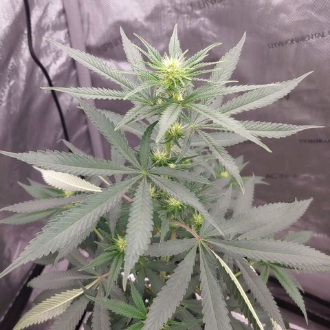 Critical Banana Smoothie growlog timeline photo