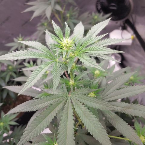 Glookie Monster 2 growlog timeline photo
