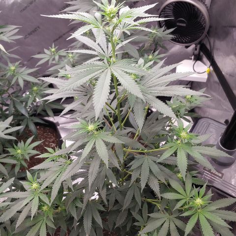 Glookie Monster 2 growlog timeline photo
