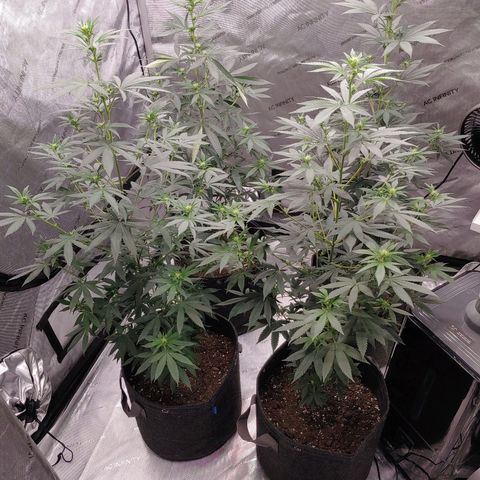 Critical Banana Smoothie 2 growlog timeline photo