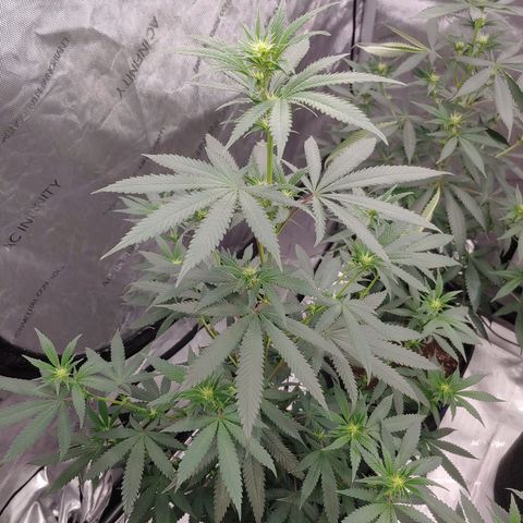 Critical Banana Smoothie 2 growlog timeline photo