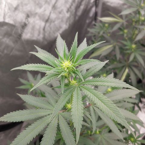 Critical Banana Smoothie 2 growlog timeline photo