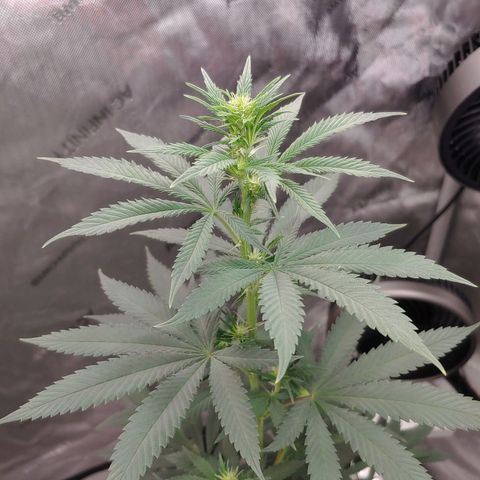 Glookie Monster growlog timeline photo