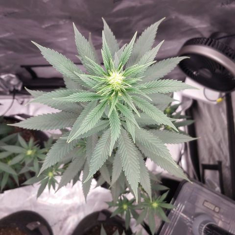 Glookie Monster growlog timeline photo