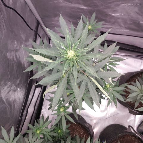 Critical Banana Smoothie growlog timeline photo
