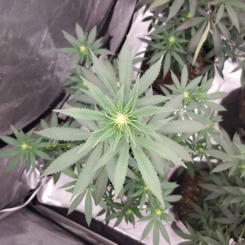 Critical Banana Smoothie 2 growlog timeline photo