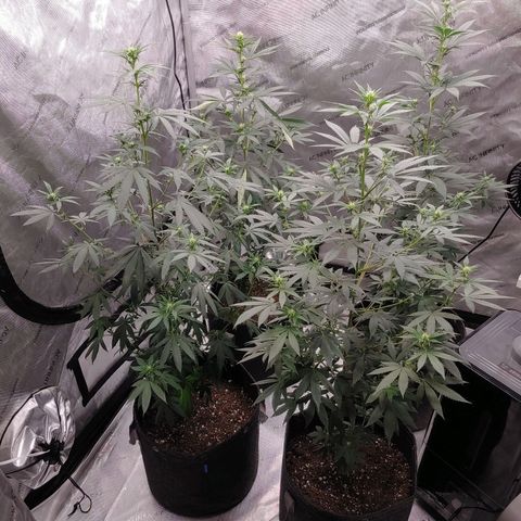 Critical Banana Smoothie 2 growlog timeline photo