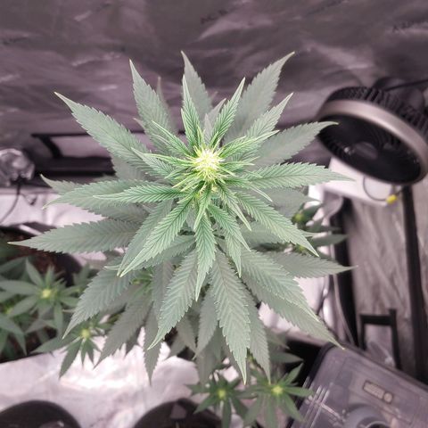 Glookie Monster growlog timeline photo