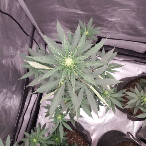Critical Banana Smoothie growlog timeline photo