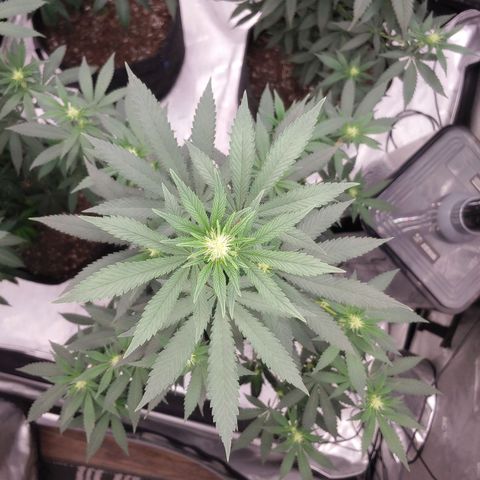 Glookie Monster 2 growlog timeline photo