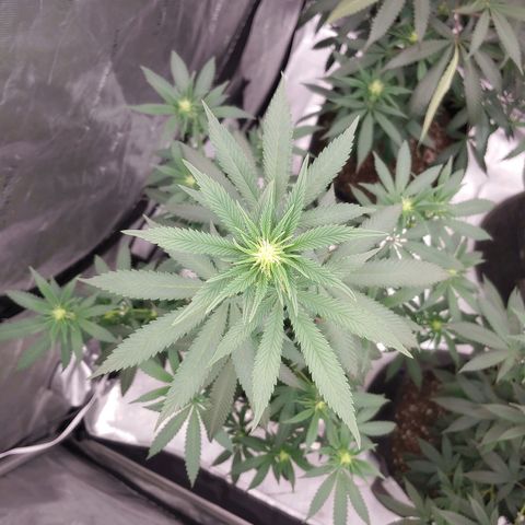 Critical Banana Smoothie 2 growlog timeline photo