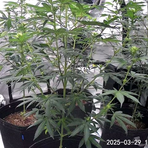 Glookie Monster growlog timeline photo