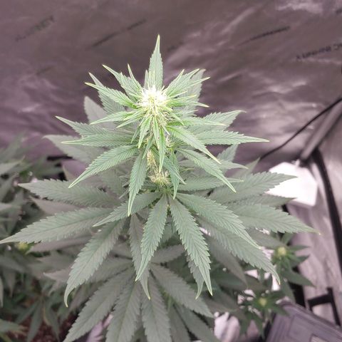 Glookie Monster growlog timeline photo
