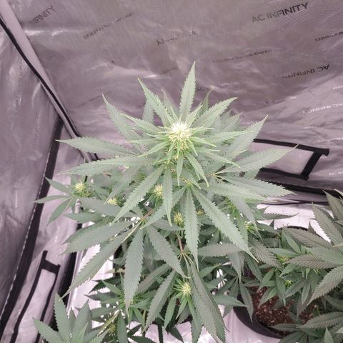 Critical Banana Smoothie growlog timeline photo