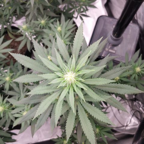 Glookie Monster 2 growlog timeline photo
