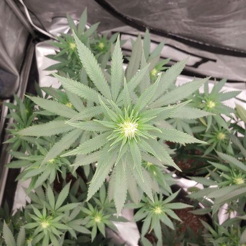 Critical Banana Smoothie 2 growlog timeline photo