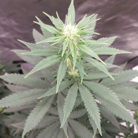 Glookie Monster growlog timeline photo