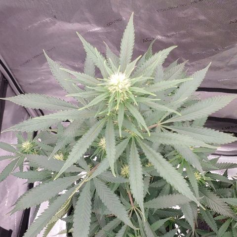 Critical Banana Smoothie growlog timeline photo