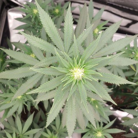 Critical Banana Smoothie 2 growlog timeline photo