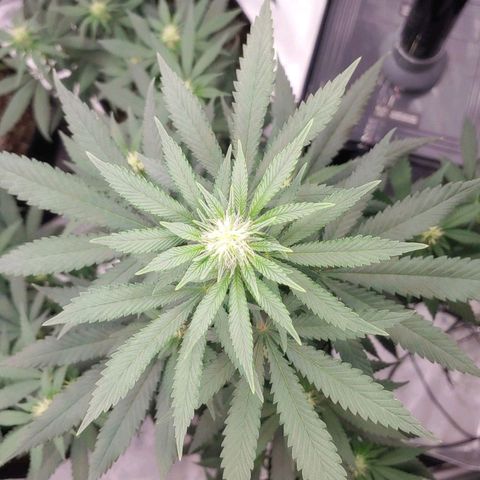 Glookie Monster 2 growlog timeline photo